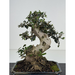 Olea europaea sylvestris I-8506 view 4