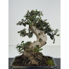 Olea europaea sylvestris I-8506 view 4