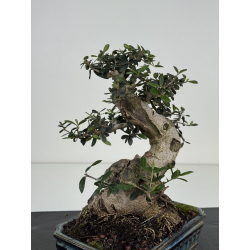 Olea europaea sylvestris -olivo acebuche- I-8506 vista 5