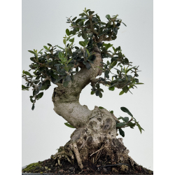 Olea europaea sylvestris I-8506 view 6