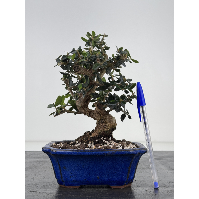 Olea europaea sylvestris -olivo acebuche- I-8507