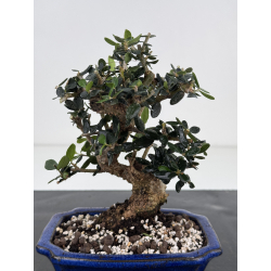 Olea europaea sylvestris -olivo acebuche- I-8507 vista 2