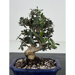 Olea europaea sylvestris I-8507 view 3