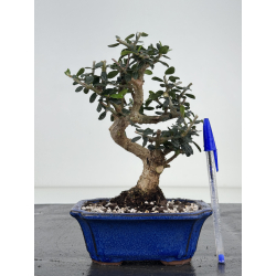 Olea europaea sylvestris -olivo acebuche- I-8508