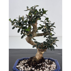 Olea europaea sylvestris I-8508 view 2
