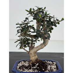 Olea europaea sylvestris -olivo acebuche- I-8508 vista 3