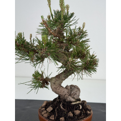 Pinus thunbergii -pino negro japonés- I-8509 vista 2