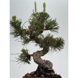 Pinus thunbergii -pino negro japonés- I-8509 vista 3