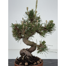 Pinus thunbergii  I-8509 view 4
