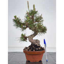 Pinus thunbergii  I-8509