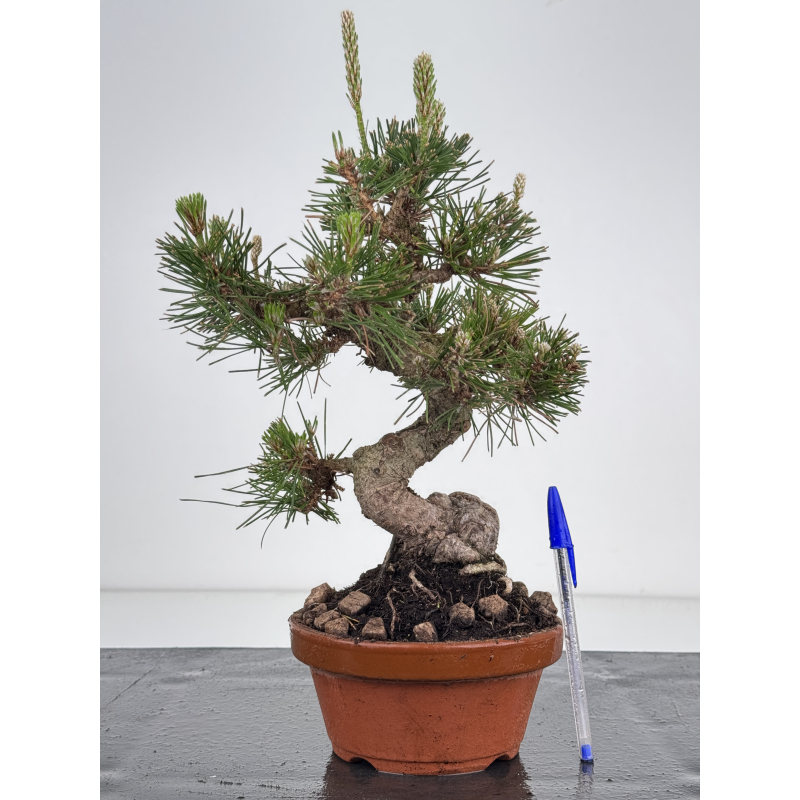 Pinus thunbergii -pino negro japonés- I-8509