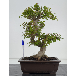 Punica granatum -granado- nejikan I-8510