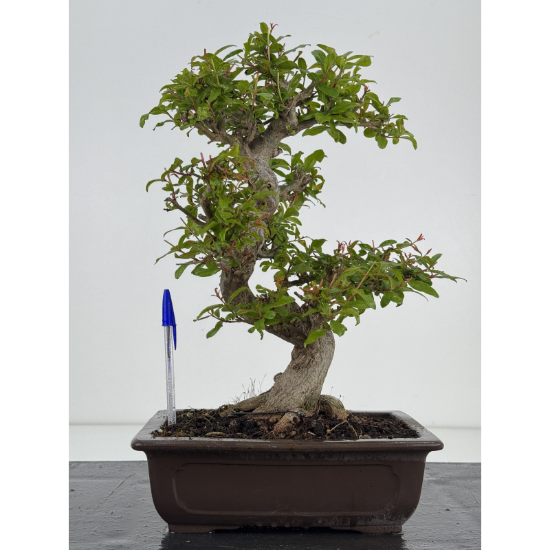 Punica granatum -granado- nejikan I-8510