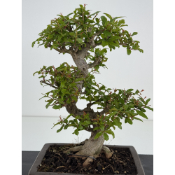 Punica granatum nejikan I-8510 view 2