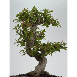 Punica granatum nejikan I-8510 view 3