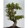 Punica granatum nejikan I-8510 view 3