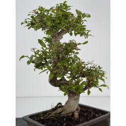 Punica granatum -granado- nejikan I-8510 vista 4