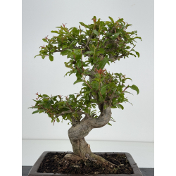 Punica granatum nejikan I-8510 view 5