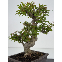 Punica granatum nejikan I-8510 view 6