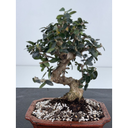 Olea europaea sylvestris -olivo acebuche- I-8511 vista 2