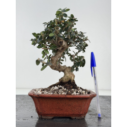 Olea europaea sylvestris I-8511