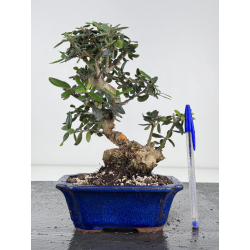 Olea europaea sylvestris -olivo acebuche- I-8512