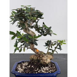 Olea europaea sylvestris -olivo acebuche- I-8512 vista 2