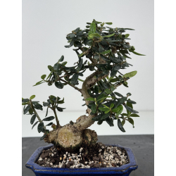 Olea europaea sylvestris -olivo acebuche- I-8512 vista 3