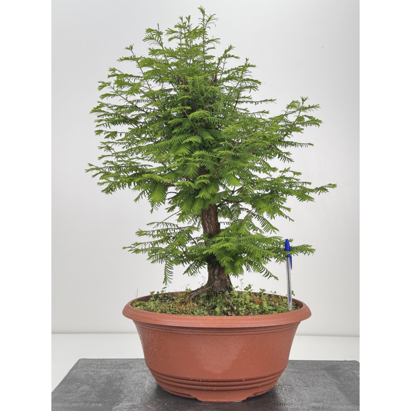 Metasequoia glyptostroboides I-8513