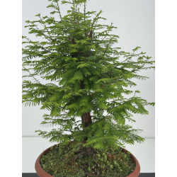 Metasequoia glyptostroboides I-8513 view 2