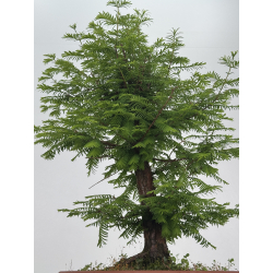 Metasequoia glyptostroboides I-8513 view 3
