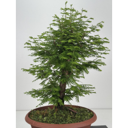 Metasequoia glyptostroboides I-8513 view 4