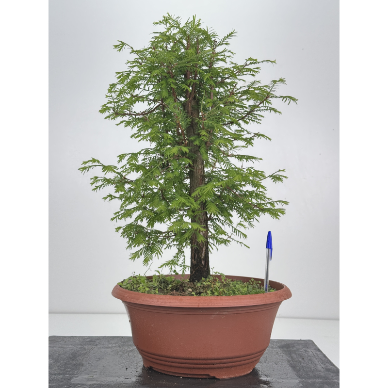 Metasequoia glyptostroboides I-8516