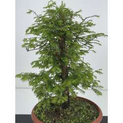 Metasequoia glyptostroboides I-8516 view 2