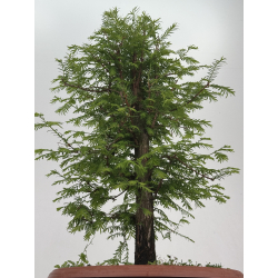 Metasequoia glyptostroboides I-8516 view 3