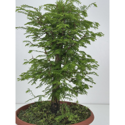 Metasequoia glyptostroboides I-8516 view 4