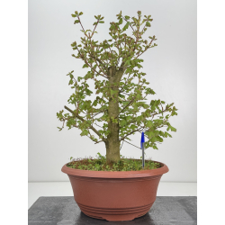 Acer campestris I-8514