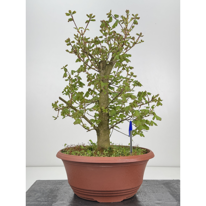 Acer campestris I-8514