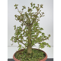 Acer campestris I-8514 view 2