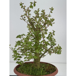 Acer campestris I-8514 view 3