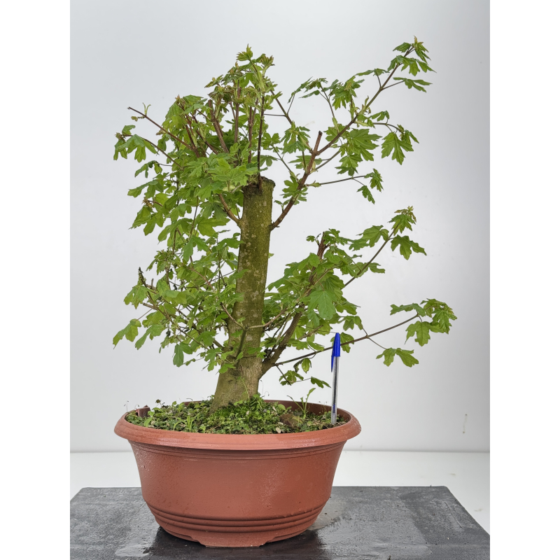 Acer campestris I-8515