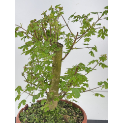 Acer campestris I-8515 view 2