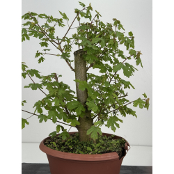 Acer campestris I-8515 view 3