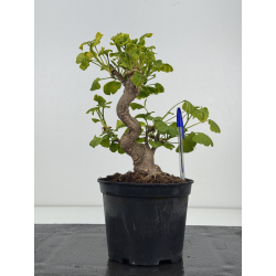 Ginkgo biloba I-8518