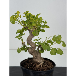 Ginkgo biloba I-8518 view 2