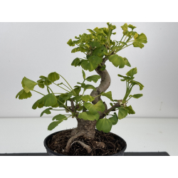 Ginkgo biloba I-8518 view 3