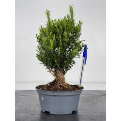 Buxus -boj- harlandii I-8519