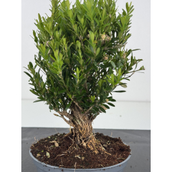 Buxus -boj- harlandii I-8519 view 2