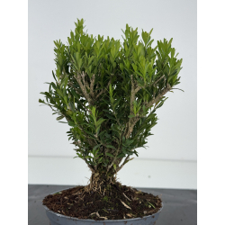 Buxus -boj- harlandii I-8519 view 3
