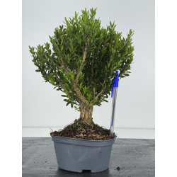 Buxus -boj- harlandii I-8520